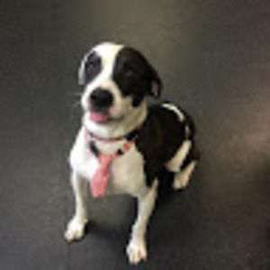 Meet your Posher, Andy